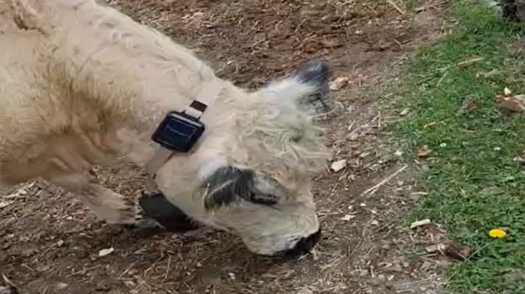 cattle tracking using NB-IoT